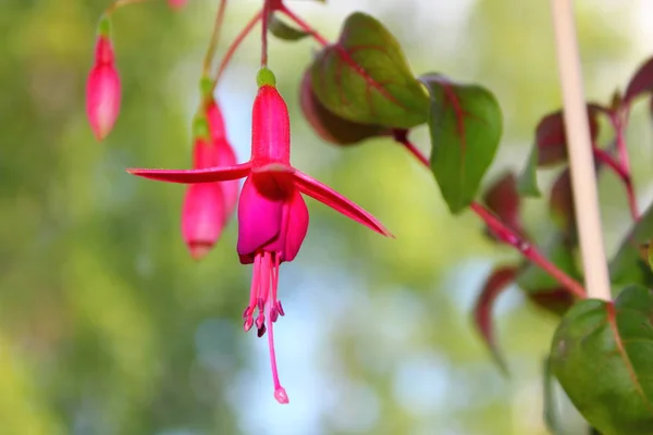 pembe kapalı çiçek campanula closeup