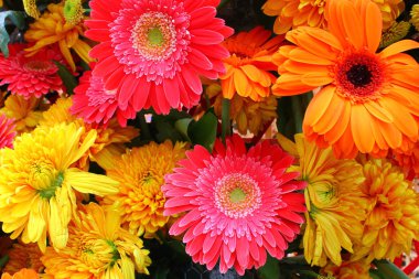 canlı renkli flowers.gerberas ve krizantem.background dekorasyon.