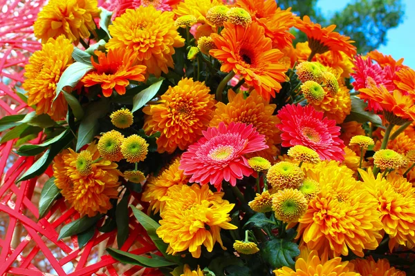 Decoration Lively Colorful Flowers Gerberas Chrysanthemums Background — Stock Photo, Image