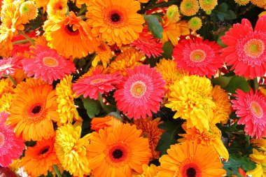 canlı renkli flowers.gerberas ve krizantem.background dekorasyon.