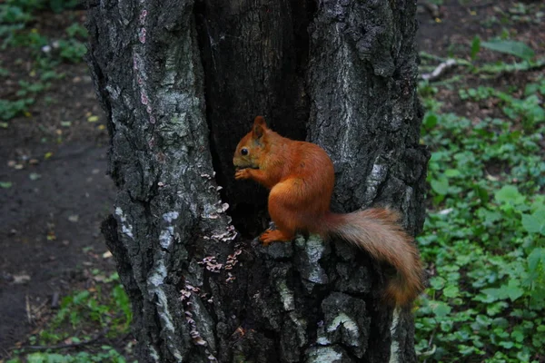 sincap parkta bir ağaç üzerinde oturan fındık nibbles