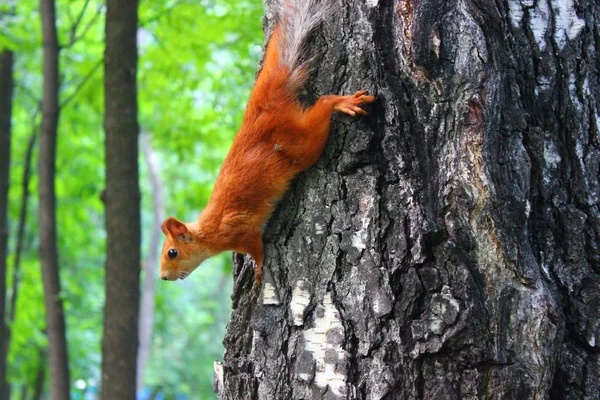 Bir ağaç gövdesinde baş aşağı sincap