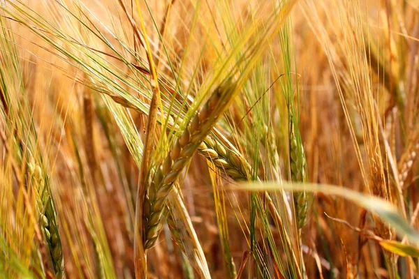 Spikelets Golden Wheat Close Field — Stock Photo, Image