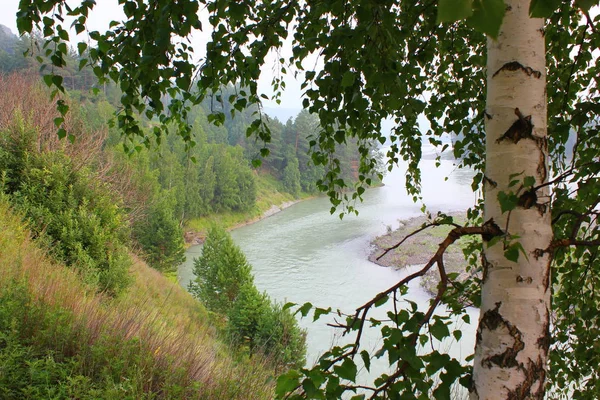 huş yaprakları ile kıyıdan Katun nehri görünümü
