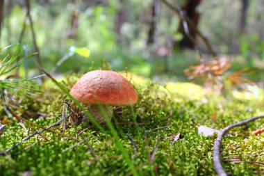 yosun genç mantar boletus