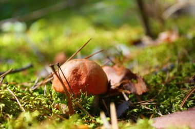 yosun genç mantar boletus