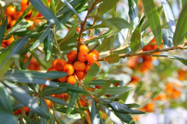  turuncu olgun deniz dikeni dalı