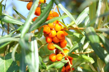  turuncu olgun deniz dikeni dalı