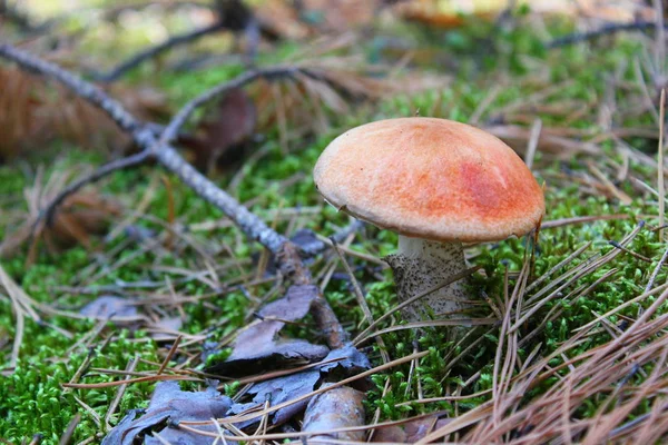 yosun genç mantar boletus