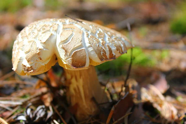 Yosun Kahverengi Bir Şapka Ile Porcini Mantar — Stok fotoğraf