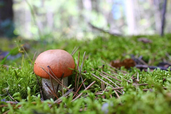 Ung Svamp Boletus Moss — Stockfoto