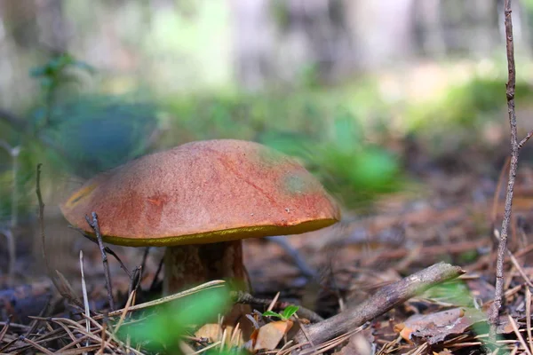 Karljohanssvamp Med Brun Hatt Mossa — Stockfoto