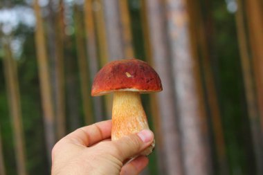 Porcini mantarı ormanın arka planında.