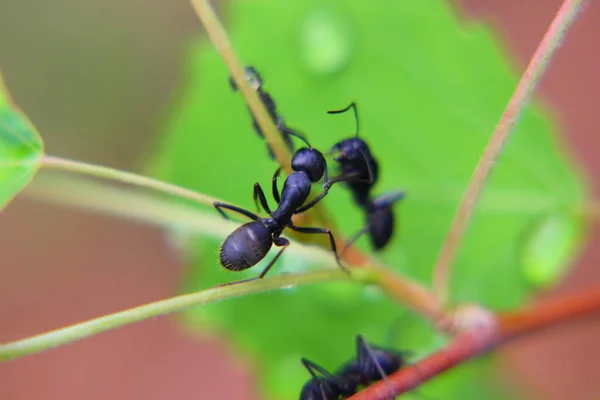 Μεγάλα Μαύρα Μυρμήγκια Ένα Κλαδί Θάμνου Κοντά — Φωτογραφία Αρχείου
