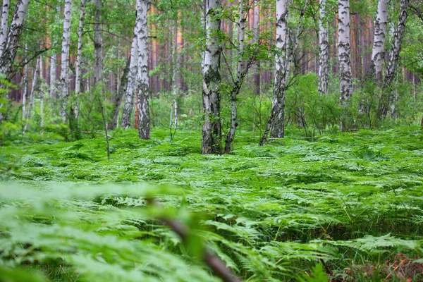 Broussailles Fougères Dans Une Forêt Bouleaux — Photo