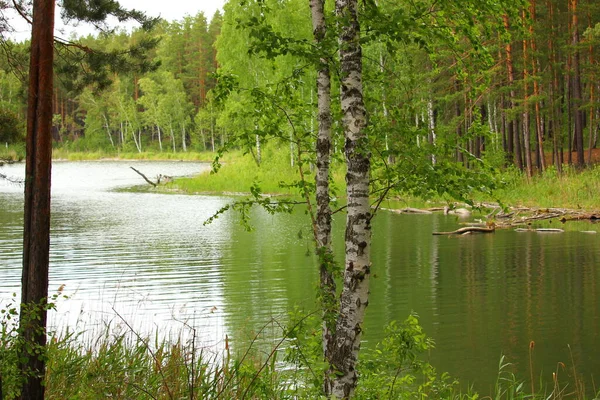 Ruhige Flussbucht Einem Kiefernwald — Stockfoto