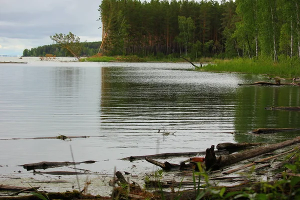 Flodviken Med Ved Tallskog — Stockfoto