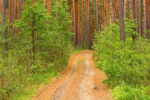 Chemin Terre Travers Une Forêt Pins — Photo