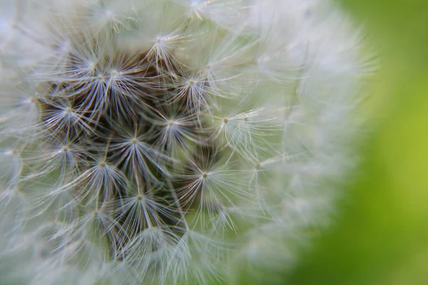 Bir beyaz tüylü karahindiba yakın plan.