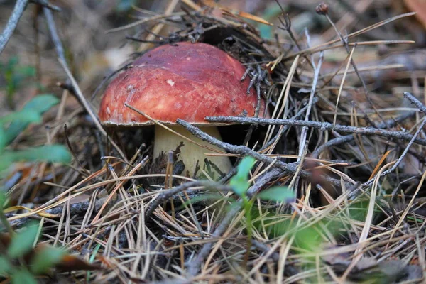 Çam ormanında genç bir mantar, topraktan çıktı.