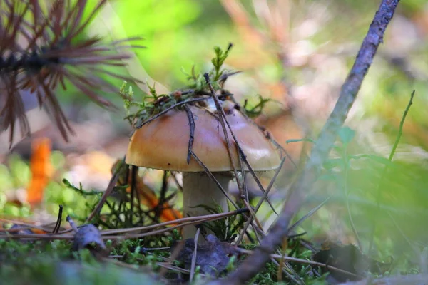 Velká Boletus Houba Borovém Lese — Stock fotografie