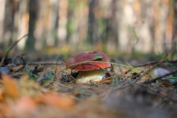 Ung Boletus Svamp Tallskog Kom Upp Marken — Stockfoto