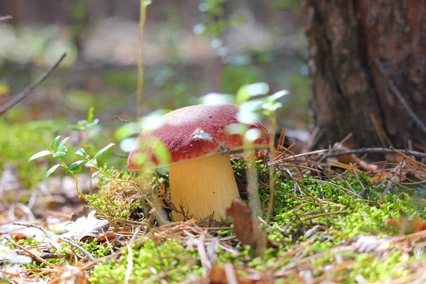 Çam ormanında boletus