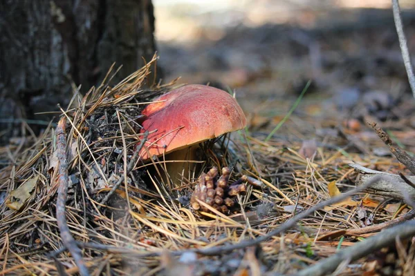 Ciupercă Tânără Boletus Într Pădure Pin Ieșit Din Pământ — Fotografie, imagine de stoc