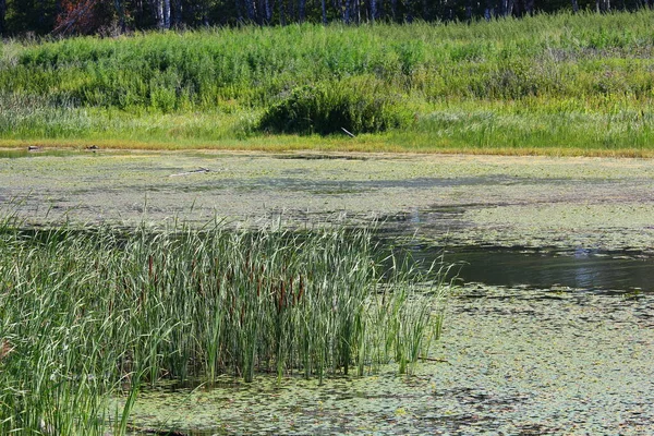 River Reeds Algae Background Forest — Stock Photo, Image