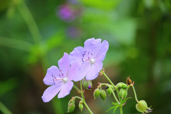 Zwei Lila Bergblumen Aus Nächster Nähe — Stockfoto