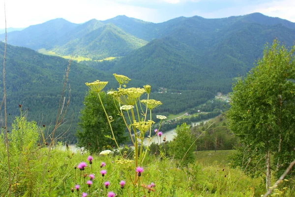  Dağdan Katun nehrinin manzarası ve uzaktan bir köy.