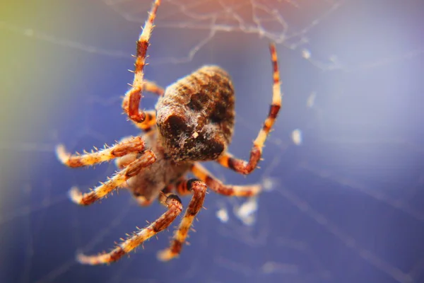 Araignée Assise Sur Une Toile Dans Forêt Gros Plan — Photo