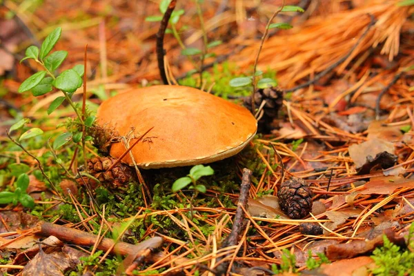 Boletus Del Cappuccio Sbircia Fuori Dalla Terra — Foto Stock