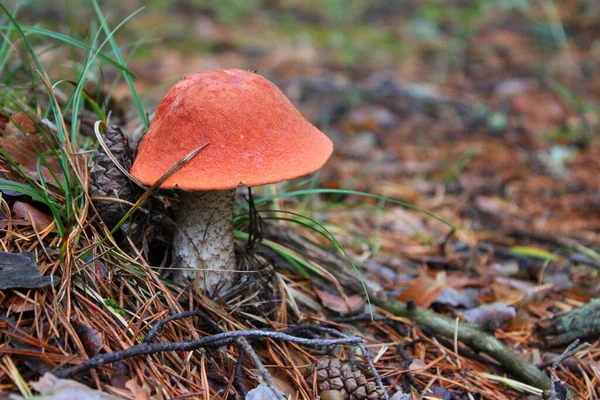 Pomerančový Boletus Borovicovém Lese — Stock fotografie