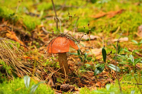 Ung Boletus Med Biten Hatt Skogen — Stockfoto