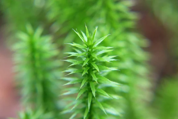 Yeşil dikenli yosun. Yaklaş.