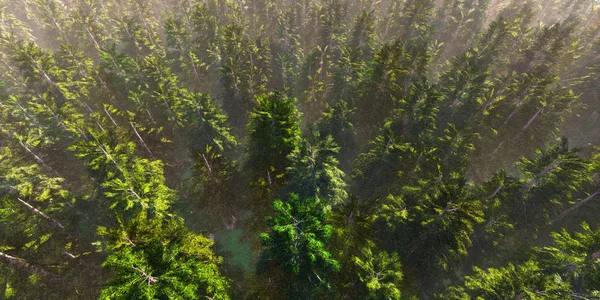 Paisagem Panorâmica Colorida Floresta Verde Densos Topos Árvores Mistas Vista — Fotografia de Stock