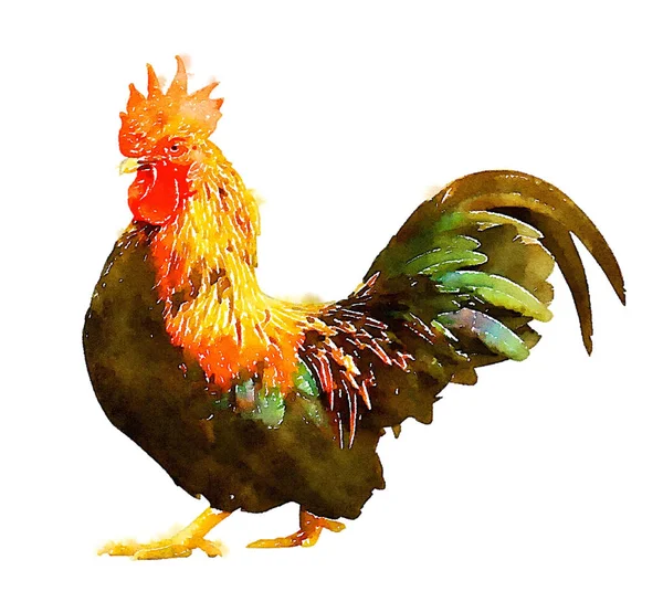 Färgglada Akvarell Handmålad Konst Illustration Kyckling Högupplöst Illustration — Stockfoto