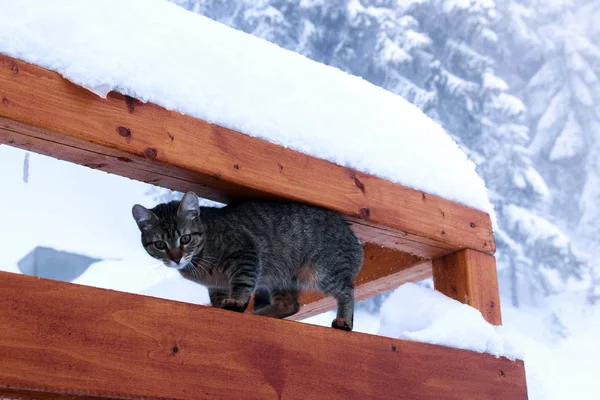 Un gato está sentado en una barandilla de madera —  Fotos de Stock