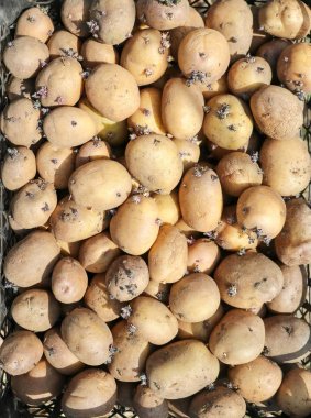 background with potatoes