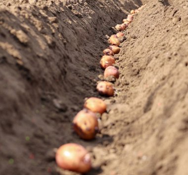 filizlenen patatesler toprağa ekilir