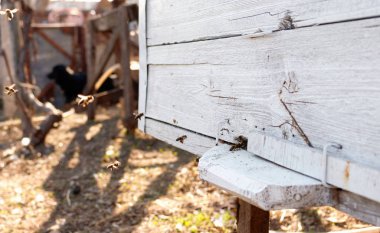 Uçan arıların yakın çekim