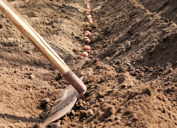 Batatas que são germinadas são semeadas no chão — Fotografia de Stock