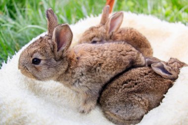 üç küçük ve güzel bunnies