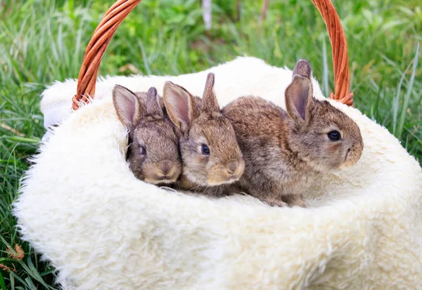 Три маленьких и красивых кролика — стоковое фото