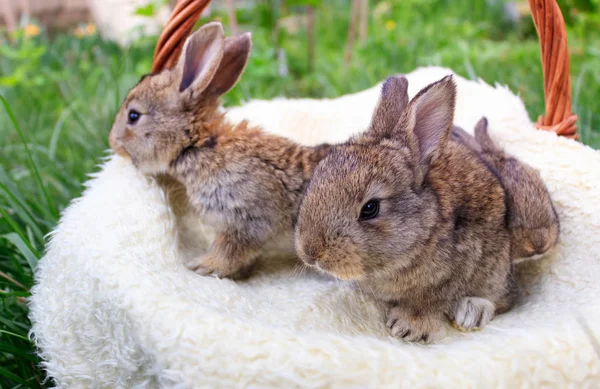 Tre små och vackra kaniner — Stockfoto