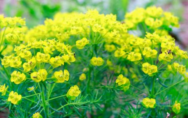 sarı güzel bir bahar çiçekleri