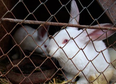 Beyaz bir tavşan kafeste oturuyor