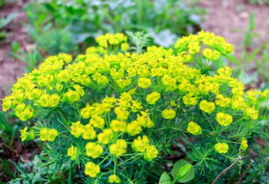 sarı güzel bir bahar çiçekleri