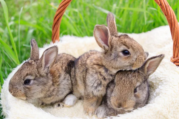 Три маленьких и красивых кролика — стоковое фото
